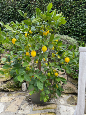 Lemon Tree